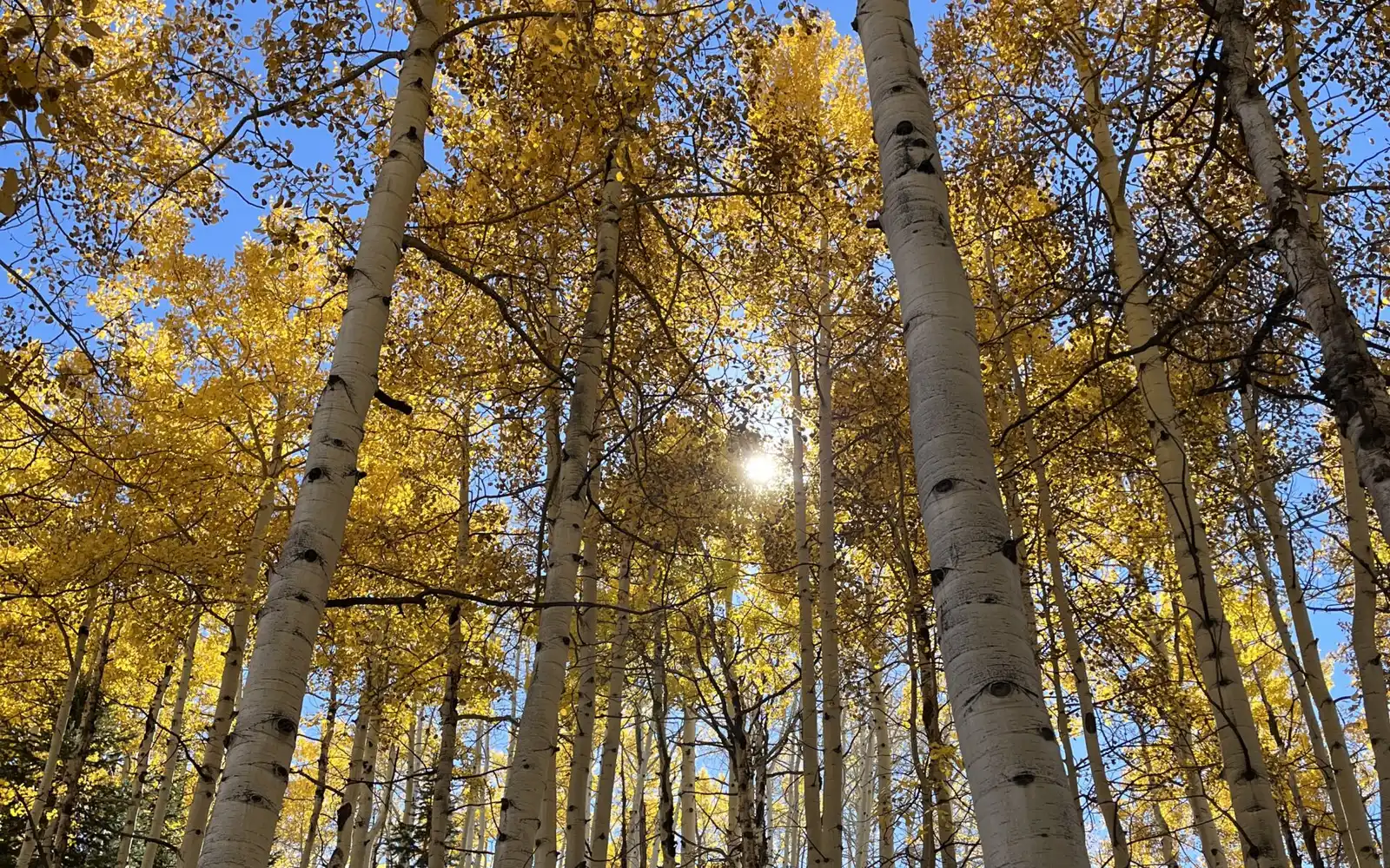 Golden aspen trees reaching into a blue Colorado sky
